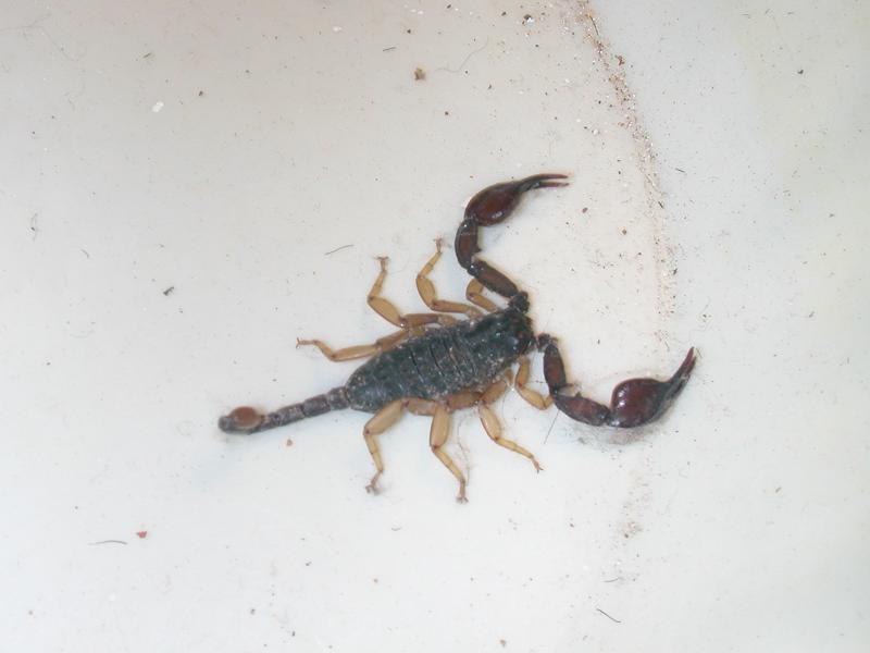 Euscorpius flavicaudis in camera